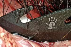 12 survivors Cut 2 300dpi