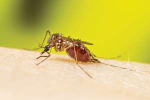 Aedes aegypti adult mosquito taking a blood meal Photo by Centers for Disease Control