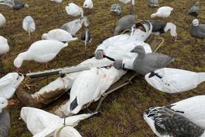 Alps Snow Goose Hunting Chair in action copy