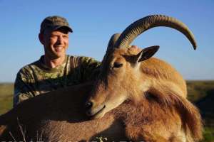 Aoudad 1 resize