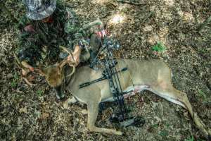 Bear Archery Missouri buck