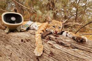 Bobcat 2
