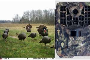 Collage Covert with turkeys 190104 121752
