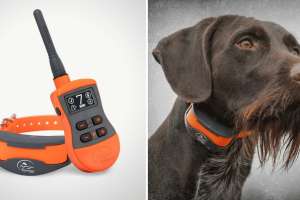Collage Sport Dog 1275