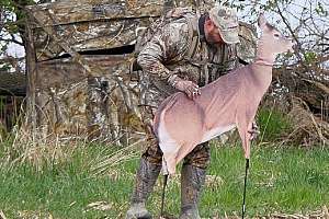 Dreamy Doe decoy pic