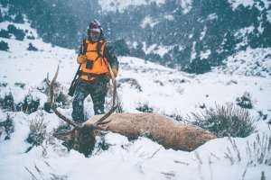 Elk Hero