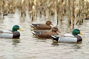 Flambeau Storm Front 2 mallards