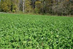 Food Plot