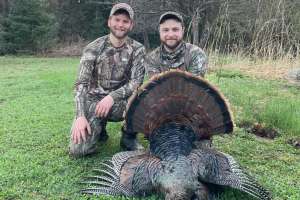 Gobbler Buds