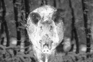 Hog Mockup1 Photo Courtesy of Pulsar copy