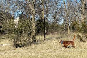 IMG 2204 copy