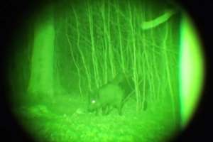KR NV Gen2 Night Vision hog in woods