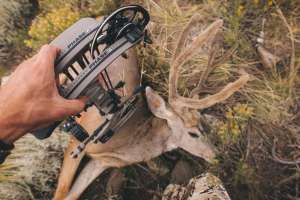 Mathews Phase4 lead pic