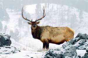 Mystery Ranch elk