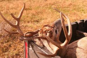 Okla