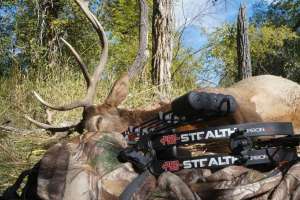 PSE spotlight beauty