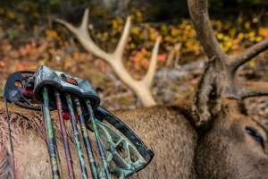 Quiver beauty