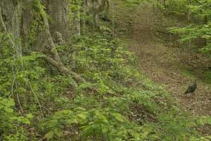 Realtree EDGE Turkey