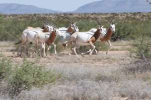 Texas Oryx