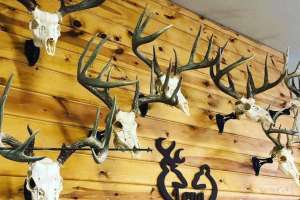 Antlers on wall