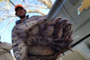 Cropped bear paw hunters credit Colleen Olfenbuttel NC Wildlife Resources Commission