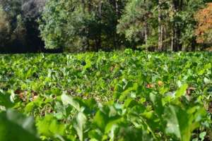 Foodplot0125