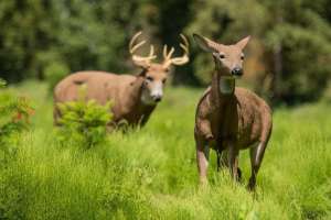 Resize dsd productimage field deerpair 800x800